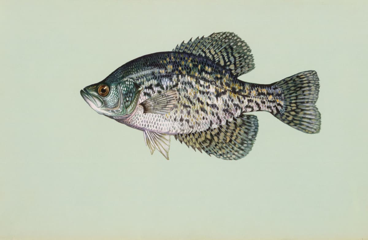 Crappie reference illustration