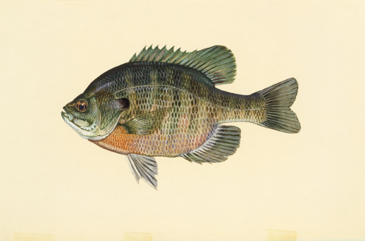 Bream reference illustration