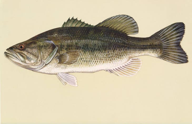 Bass reference illustration